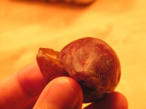 French plum