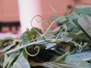 pea tendrils vines