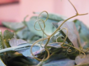 curling tendrils