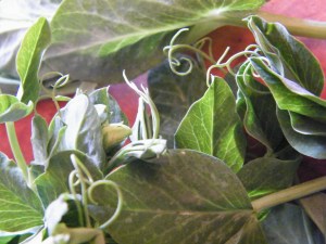 pea tendrils