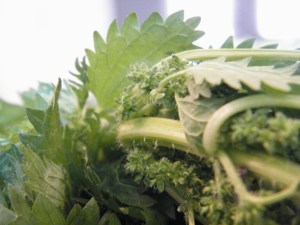 Tiny Little Stingers Silica Stingers