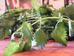 Nettle branch