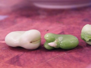 fava with and without membrane